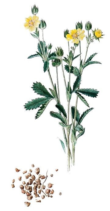 Potentille Tormentille